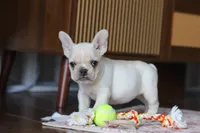 Iris, a female French Bulldog for sale in Millersburg, OH – Photo 5 of 5