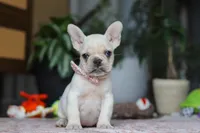 Iris, a female French Bulldog for sale in Millersburg, OH – Photo 1 of 5