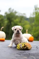 Sampson, a male French Bulldog for sale in Millersburg, OH – 7 of 9