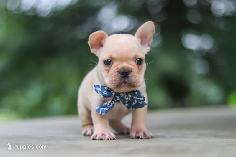 Cody – French Bulldog puppy for sale in Millersburg, OH