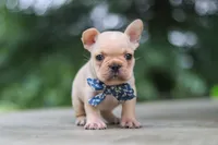 Cody, a male French Bulldog for sale in Millersburg, OH – 1 of 10