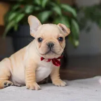 Winston, a male French Bulldog for sale in Millersburg, OH – Photo 3 of 10