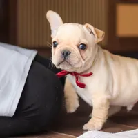 Winston, a male French Bulldog for sale in Millersburg, OH – Photo 9 of 10