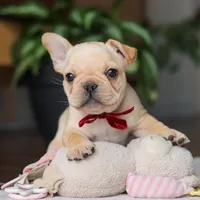 Winston, a male French Bulldog for sale in Millersburg, OH – Photo 10 of 10