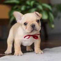 Winston, a male French Bulldog for sale in Millersburg, OH – Photo 7 of 10