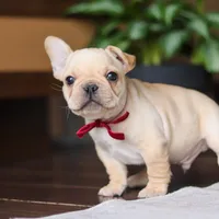 Winston, a male French Bulldog for sale in Millersburg, OH – Photo 1 of 10