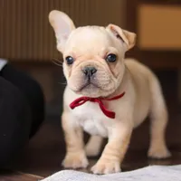 Winston, a male French Bulldog for sale in Millersburg, OH – Photo 2 of 10