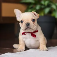 Winston, a male French Bulldog for sale in Millersburg, OH – Photo 4 of 10