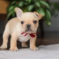 Winston, a male French Bulldog for sale in Millersburg, OH – Photo 6 of 10