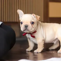 Winston, a male French Bulldog for sale in Millersburg, OH – Photo 8 of 10