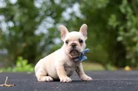 Koby, a male French Bulldog for sale in Millersburg, OH – 2 of 10