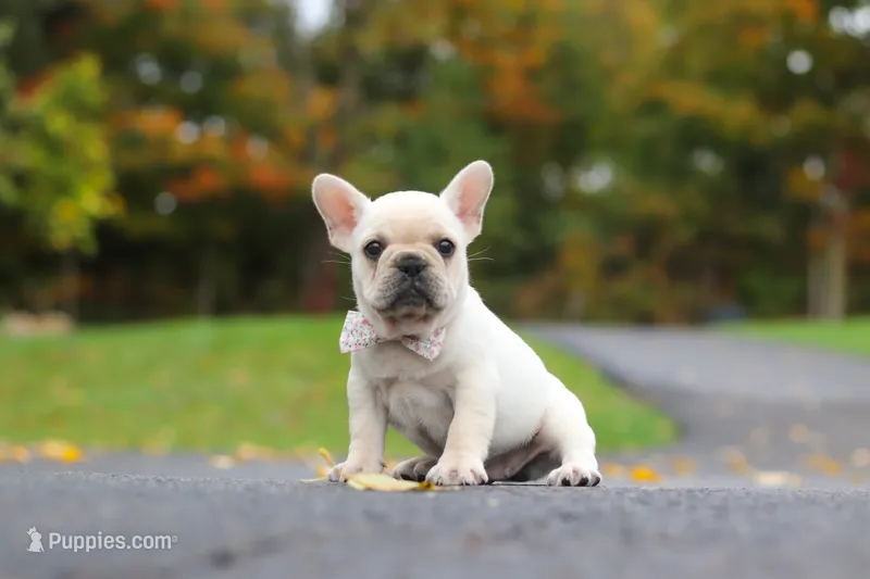 Aspen – French Bulldog puppy for sale in Millersburg, OH