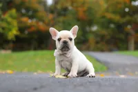 Aspen, a female French Bulldog for sale in Millersburg, OH – 1 of 8