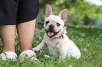 Allie, a female French Bulldog for sale in Millersburg, OH – 7 of 9