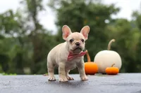 Shiloh, a female French Bulldog for sale in Millersburg, OH – 4 of 10