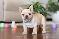 Tommy , a male French Bulldog for sale in Millersburg, OH – Photo 2 of 4