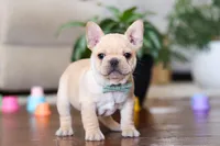 Tommy , a male French Bulldog for sale in Millersburg, OH – Photo 1 of 4