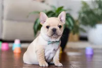Tommy , a male French Bulldog for sale in Millersburg, OH – Photo 3 of 4