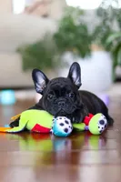 Timmy, a male French Bulldog for sale in Millersburg, OH – Photo 8 of 8