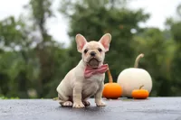 Shiloh, a female French Bulldog for sale in Millersburg, OH – 6 of 10