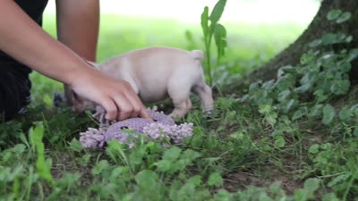 Cody, a male French Bulldog for sale in Millersburg, OH – 10 of 10