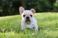 Allie, a female French Bulldog for sale in Millersburg, OH – 9 of 10