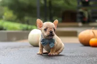 Alex, a male French Bulldog for sale in Millersburg, OH – 2 of 5