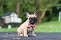 Callie, a female French Bulldog for sale in Millersburg, OH – 7 of 10