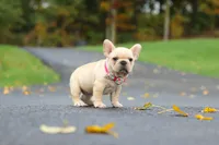 Allie, a female French Bulldog for sale in Millersburg, OH – 5 of 8