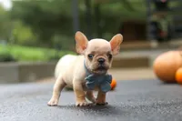Alex, a male French Bulldog for sale in Millersburg, OH – 3 of 5