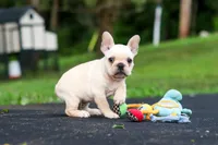 Koby, a male French Bulldog for sale in Millersburg, OH – 5 of 10
