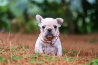 Sophie, a female French Bulldog for sale in Millersburg, OH – 7 of 10