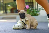 Callie, a female French Bulldog for sale in Millersburg, OH – 3 of 10