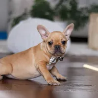 Hailey, a female French Bulldog for sale in Millersburg, OH – Photo 5 of 7