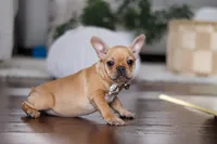 Hailey, a female French Bulldog for sale in Millersburg, OH – Photo 5 of 7