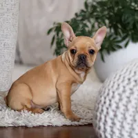 Hailey, a female French Bulldog for sale in Millersburg, OH – Photo 4 of 7