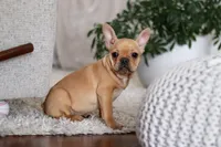 Hailey, a female French Bulldog for sale in Millersburg, OH – Photo 4 of 7