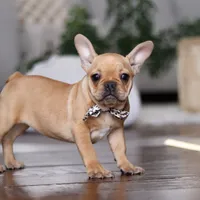 Hailey, a female French Bulldog for sale in Millersburg, OH – Photo 2 of 7