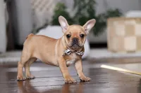 Hailey, a female French Bulldog for sale in Millersburg, OH – Photo 2 of 7