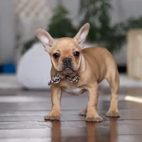 Hailey, a female French Bulldog for sale in Millersburg, OH – Photo 3 of 7