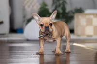 Hailey, a female French Bulldog for sale in Millersburg, OH – Photo 3 of 7