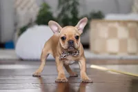 Hailey, a female French Bulldog for sale in Millersburg, OH – Photo 1 of 7