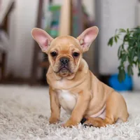 Hailey, a female French Bulldog for sale in Millersburg, OH – Photo 7 of 7
