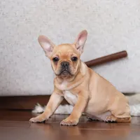 Hailey, a female French Bulldog for sale in Millersburg, OH – Photo 6 of 7