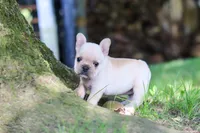 Delilah, a female French Bulldog for sale in Millersburg, OH – 6 of 7