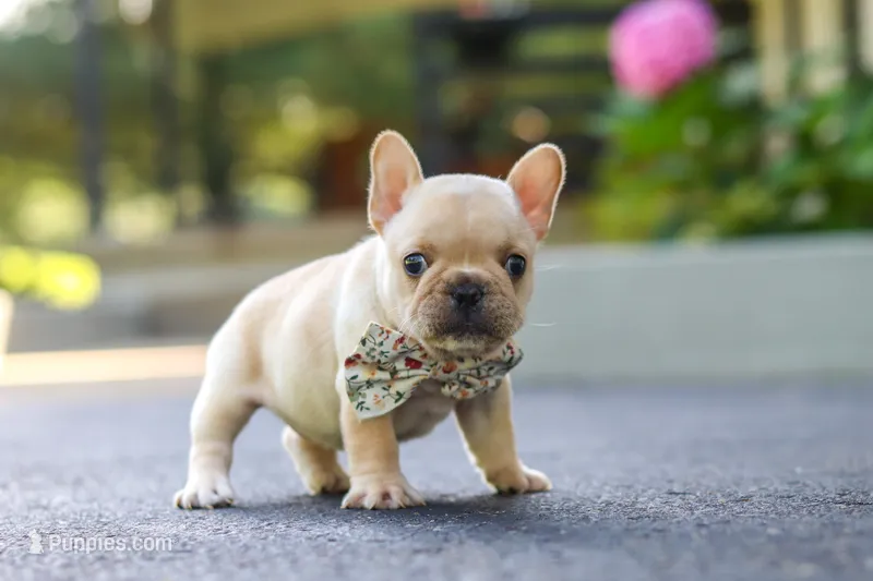 Kyra – French Bulldog puppy for sale in Millersburg, OH