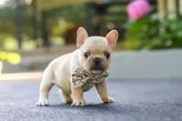 Kyra, a female French Bulldog for sale in Millersburg, OH – 1 of 10