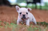 Sophie, a female French Bulldog for sale in Millersburg, OH – 5 of 10