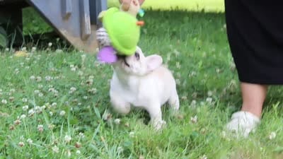 Allie, a female French Bulldog for sale in Millersburg, OH – 9 of 9