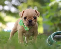 Ryder, a male French Bulldog for sale in Millersburg, OH – Photo 1 of 6